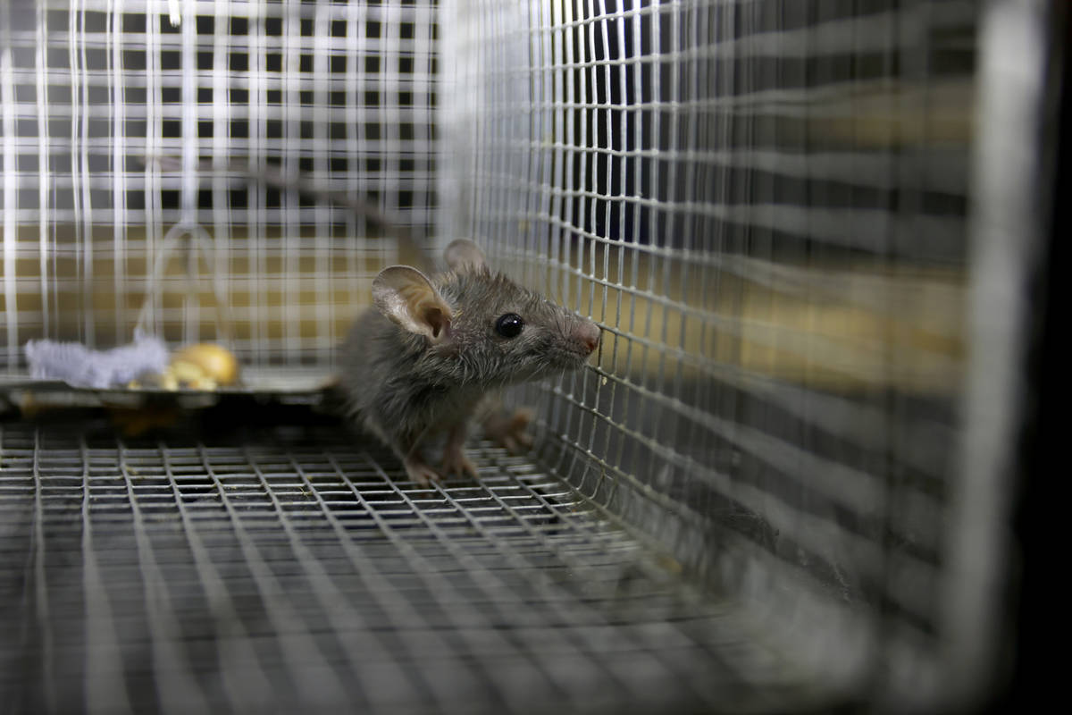 A roof rat captured at a Henderson home by Micheal Linton, a pest and wildlife manager with Des ...