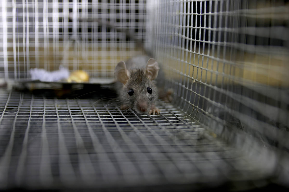 A roof rat captured at a Henderson home by Micheal Linton, a pest and wildlife manager with Des ...