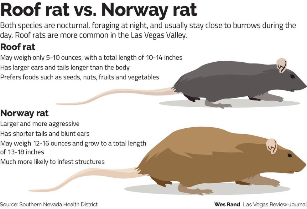 Rats in Las Vegas appearing in neighborhoods since COVID began Local