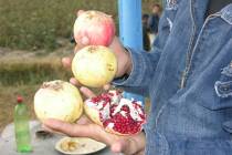 To know when to pick your pomegranates, look for split fruit. (Bob Morris)