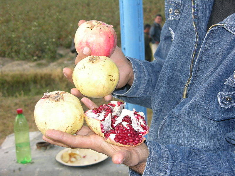 Picking time for pomegranates differs with variety, Home and Garden