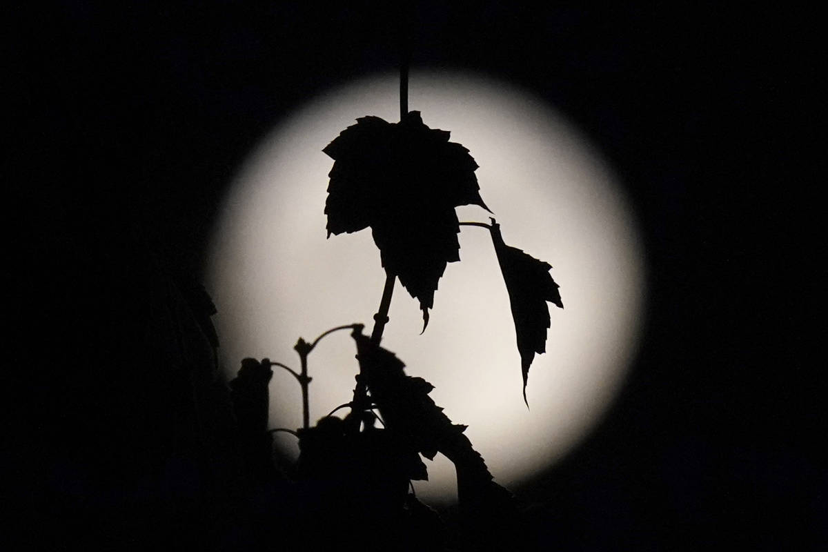 A blue full moon rises behind the leaves of a Trident Maple Tree in Lawrence, Kan., Saturday, O ...