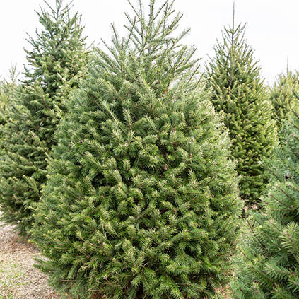 5 Ways To Send Holiday Cheer Anywhere In The Country Las Vegas Review Journal
