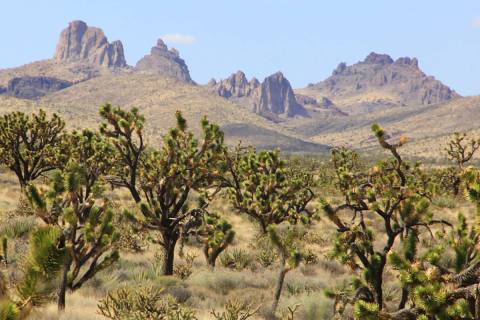 Castle Mountain looms over Joshua trees at the proposed site of Avi Kwa Ame National Monument. ...