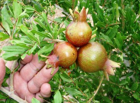 how often to prune pomegranate tree