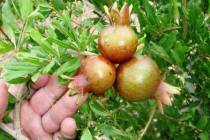 For bigger pomegranates, focus on pruning, a fertilizer application and water. (Bob Morris)