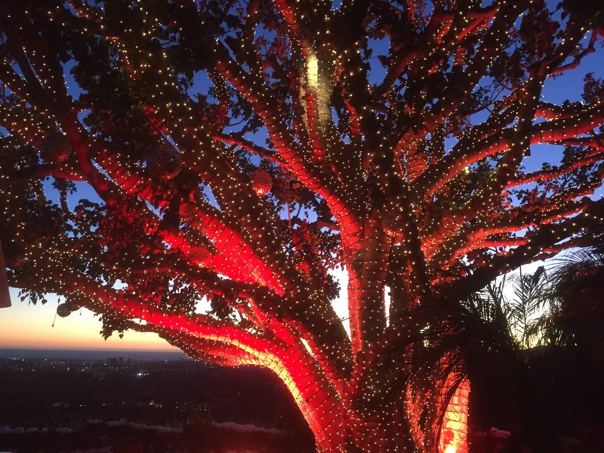 Incandescent mini lights tightly wrap this tree. (LVChristmaslights.com)