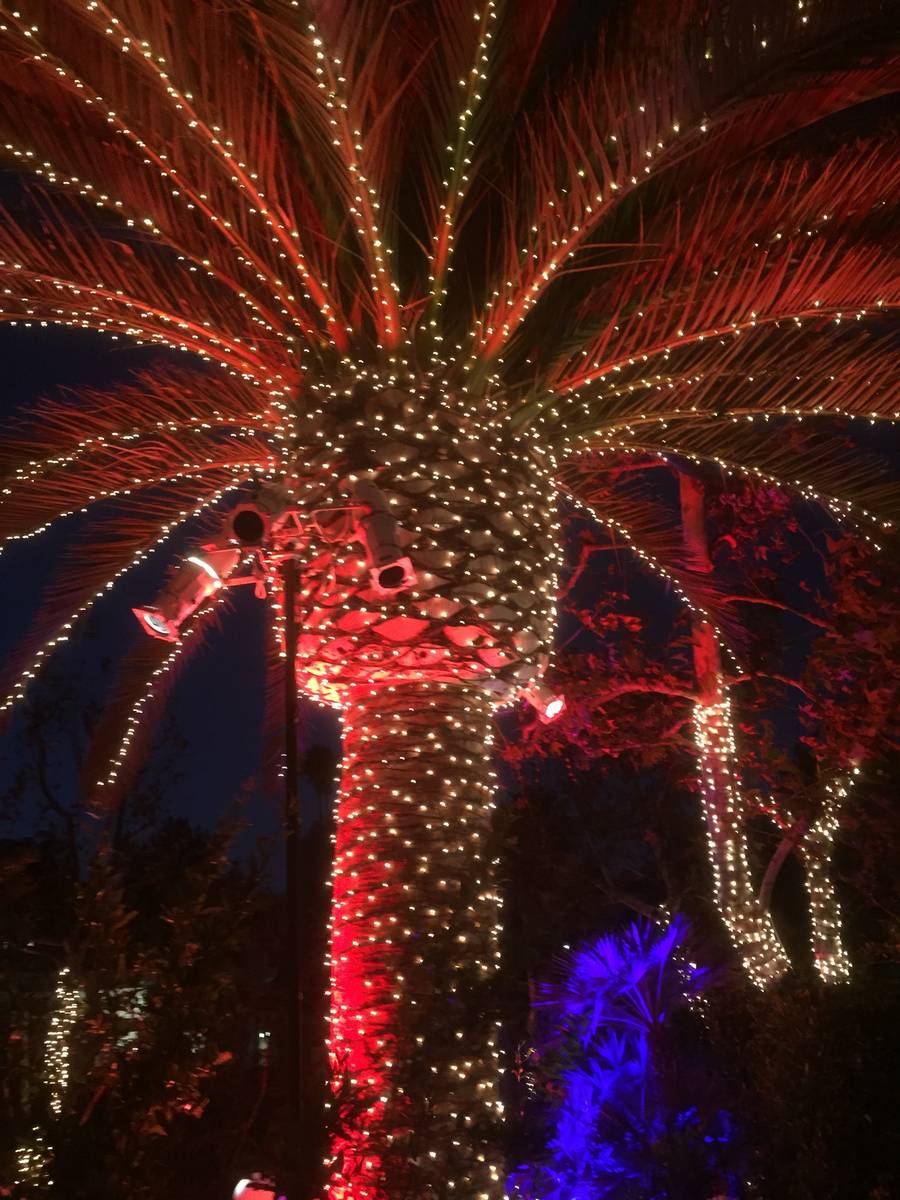 Lights wrap this palm tree to the fronds. (LVChristmaslights.com)