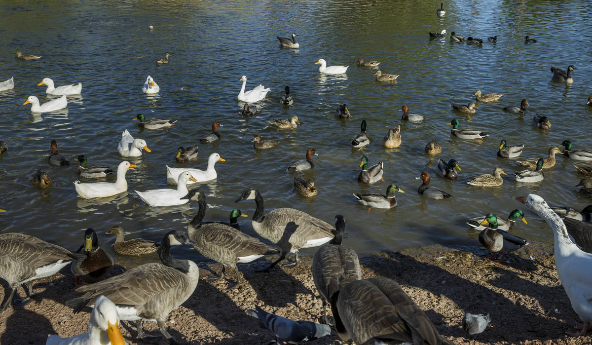 A wide variety of birds gather in the pond at Lorenzi Park on Thursday, Nov. 12, 2020, in Las V ...