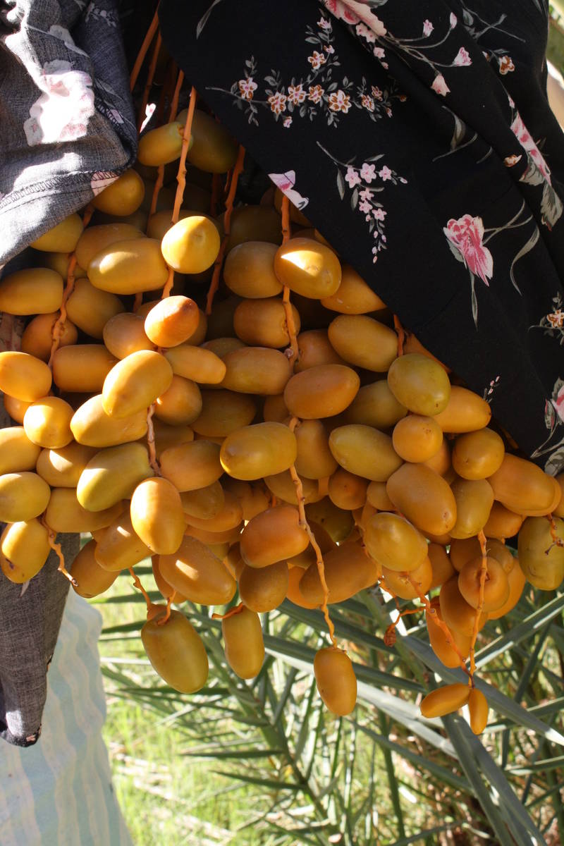 The dates at China Ranch Date Farm are harvested from September to December. (Deborah Wall Las ...