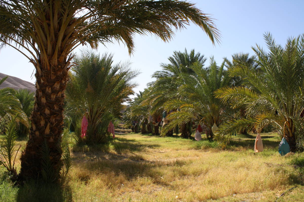 China Ranch Date Farm is located near Tecopa, California. (Deborah Wall/Las Vegas Review-Journal)