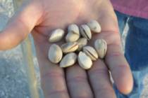 The time to harvest pistachios is when the nut inside the husk fills the shell and can be remov ...