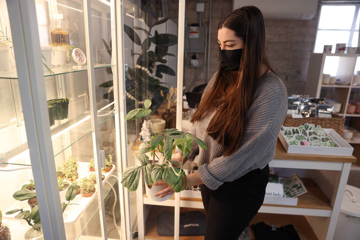Carissa Beasley, owner of the LV Plant Collective store, shows one of her own plants, Amydrium ...