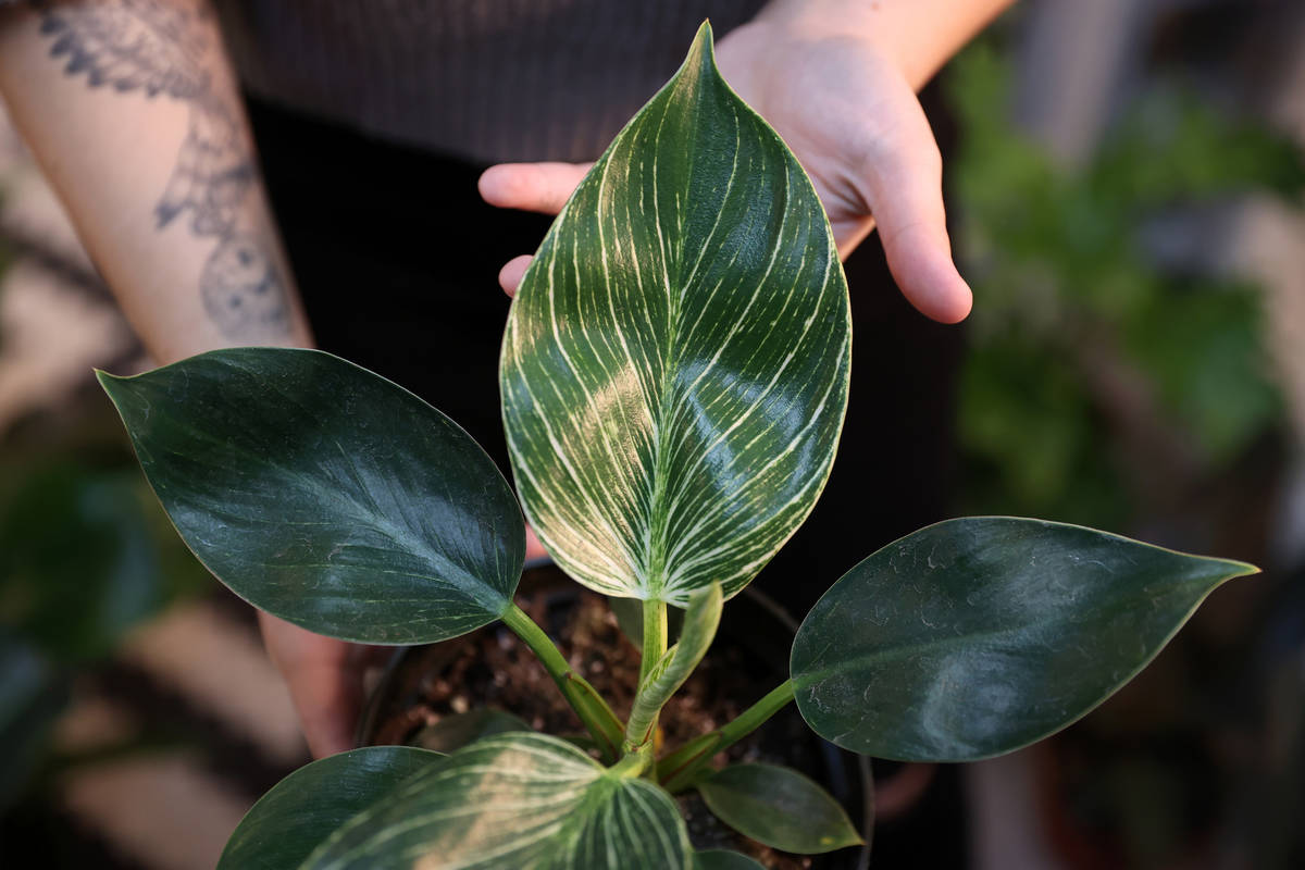 Carissa Beasley, owner of the LV Plant Collective store, shows a Philodendron birkin plant on s ...