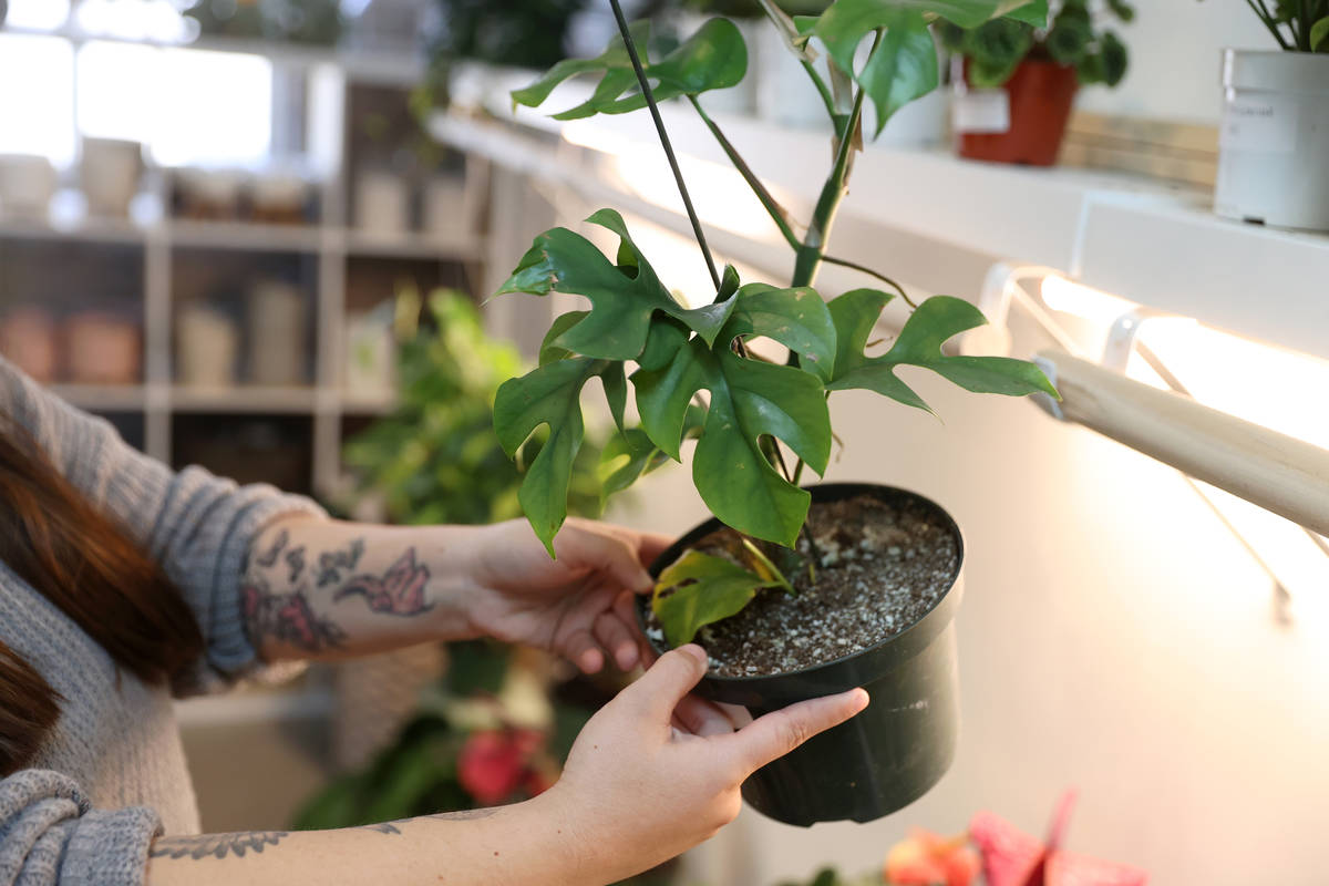 Carissa Beasley, owner of the LV Plant Collective store, shoes a rhaphidophora tetrasperma plan ...