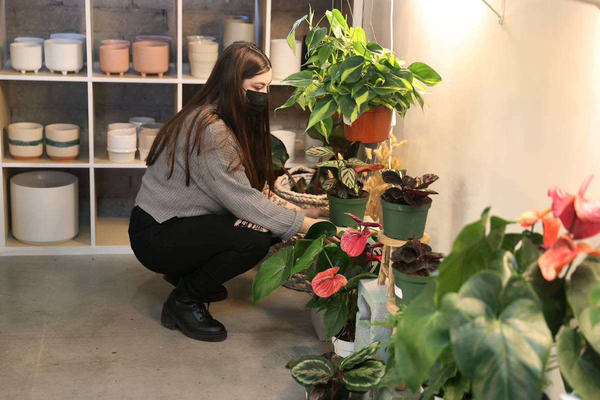 Carissa Beasley, owner of the LV Plant Collective store, moves a plant inside of her shop in La ...