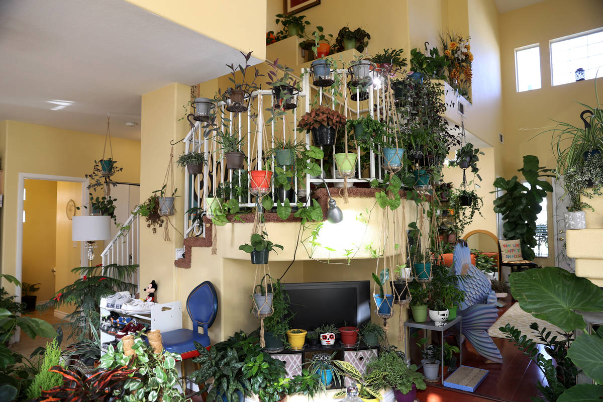 The home of plant enthusiast T.J. Dahna in Las Vegas on Thursday, Nov. 19, 2020. Dahna claims t ...