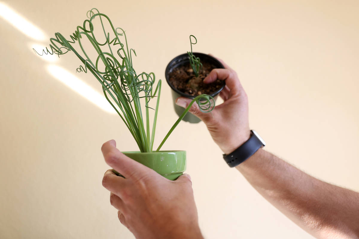 Plant enthusiast T.J. Dahna shows one his plants, a frizzle sizzle, at his home in Las Vegas on ...