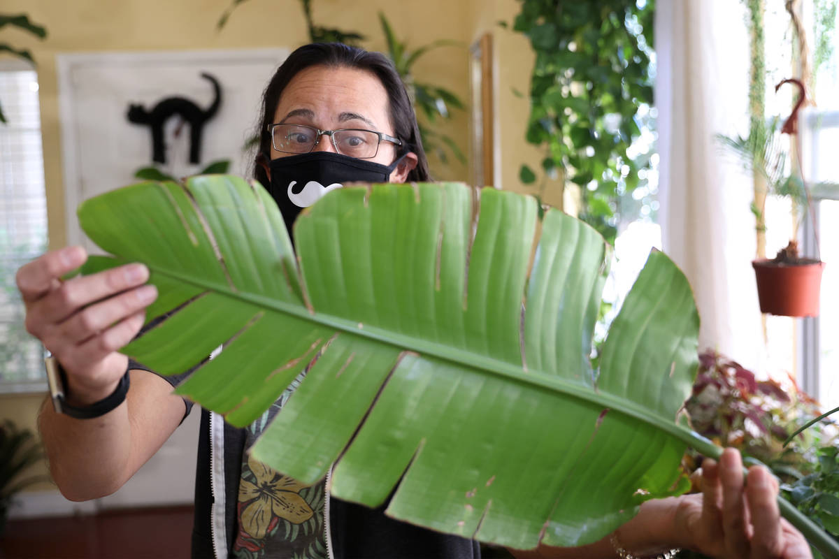 Plant enthusiast T.J. Dahna shows his collection of plants at his home in Las Vegas on Thursday ...