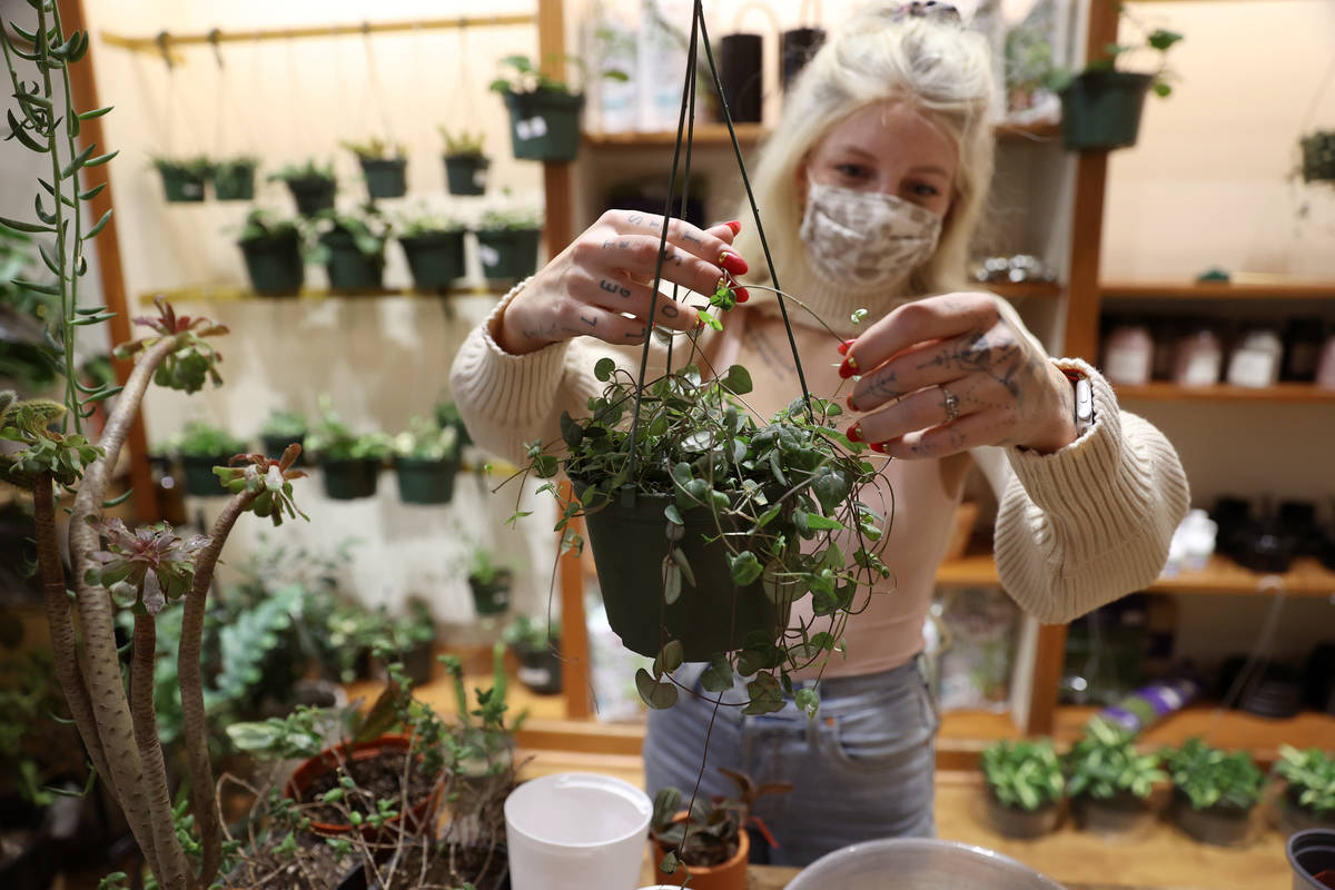 Sales associate Lauren Balous untangles a string of hearts plant at Carrie Lynn’s plant shop ...