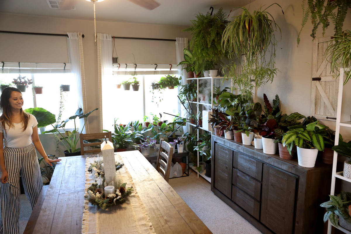 Plants decorate the dining room of plant enthusiast Clariselle Felias in Las Vegas on Thursday, ...