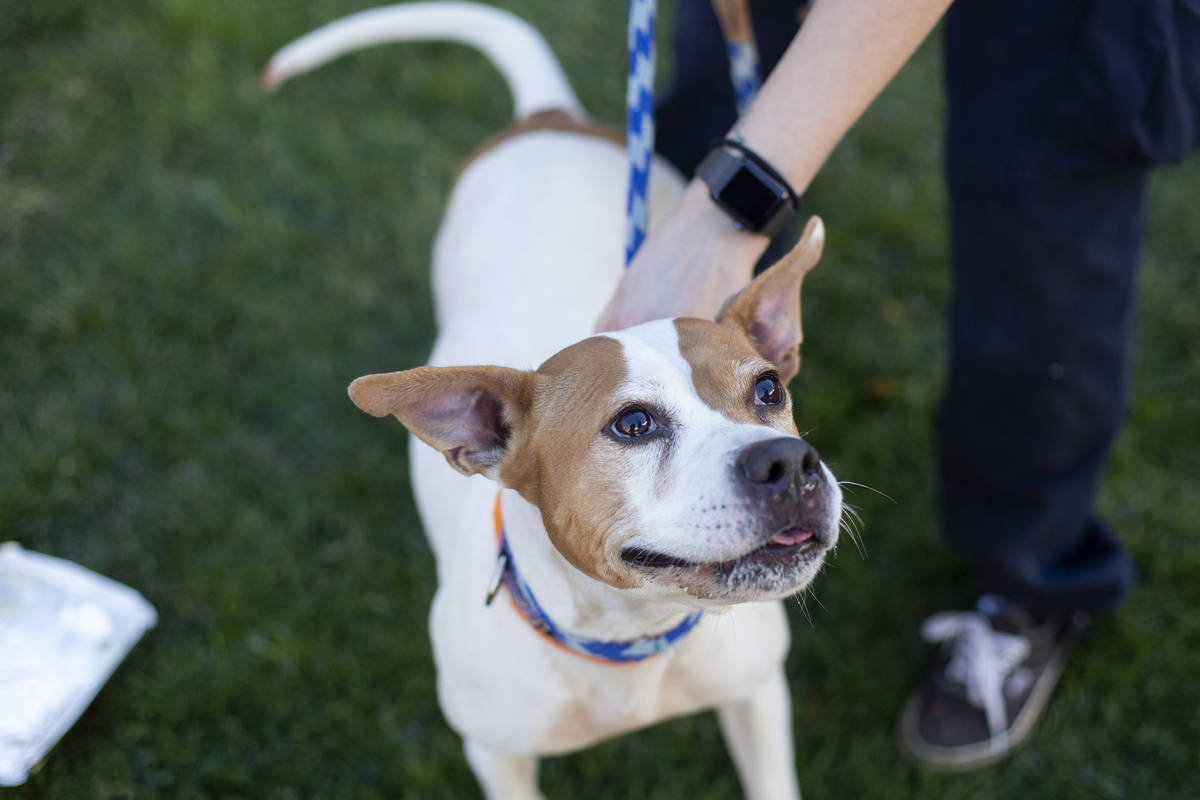 Bebe, who is up for adoption, is excited to eat her "PUPsgiving" meal donated by Barx ...