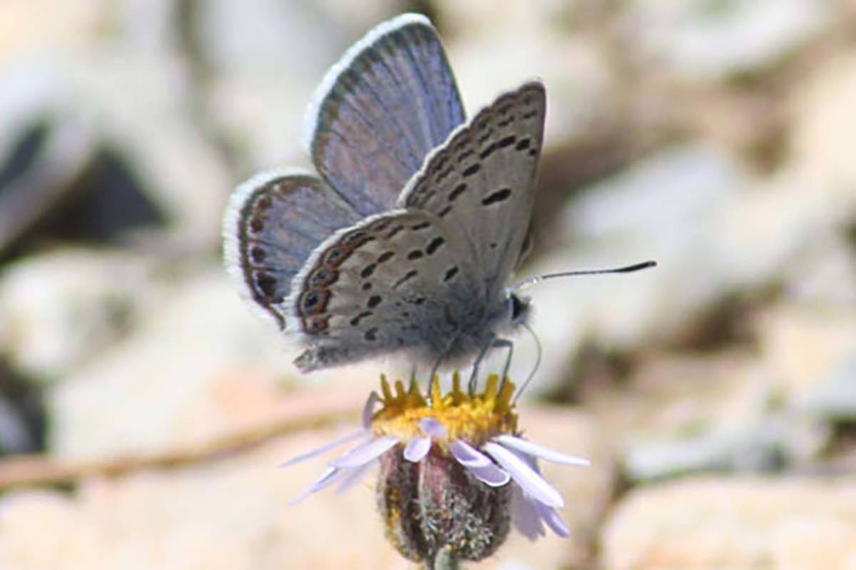 The Mount Charleston blue butterfly was added to the endangered species