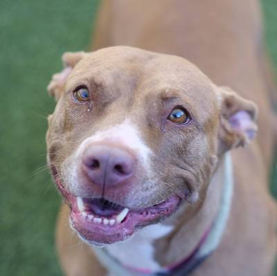 (The Animal Foundation)