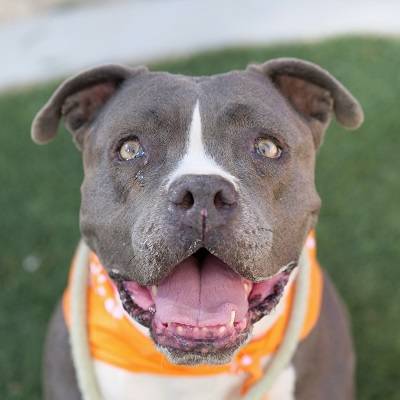 (The Animal Foundation)