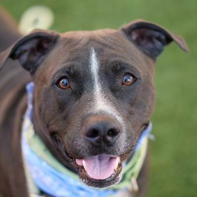 (The Animal Foundation)