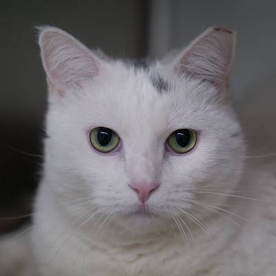 (The Animal Foundation)