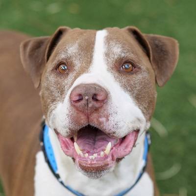 (The Animal Foundation)