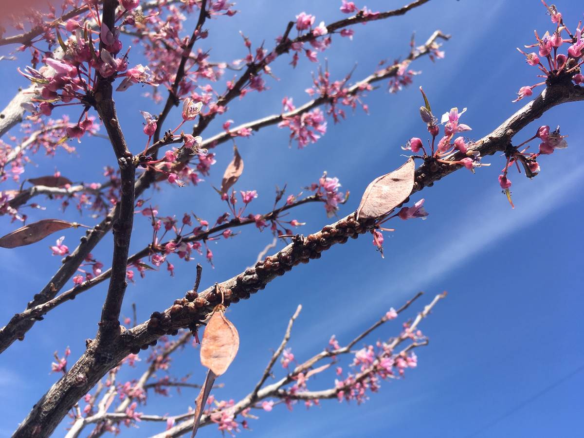 Deciduous Trees Shrubs Drop Leaves In Cold Temperatures Las Vegas Review Journal