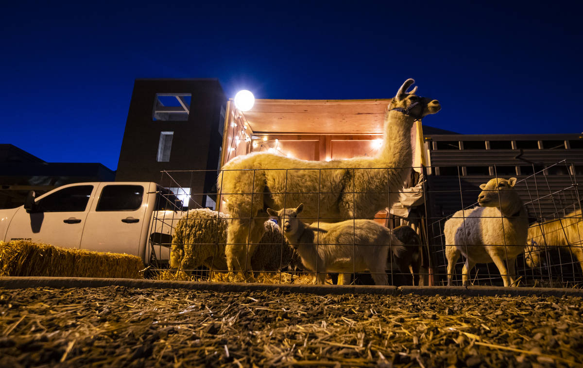 Llamas, sheep and other animals stand by to entertain families during a charity drive-thru even ...