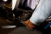 FILE - In this April 1, 2017, file photo, a service dog named Orlando rests on the foot of its ...