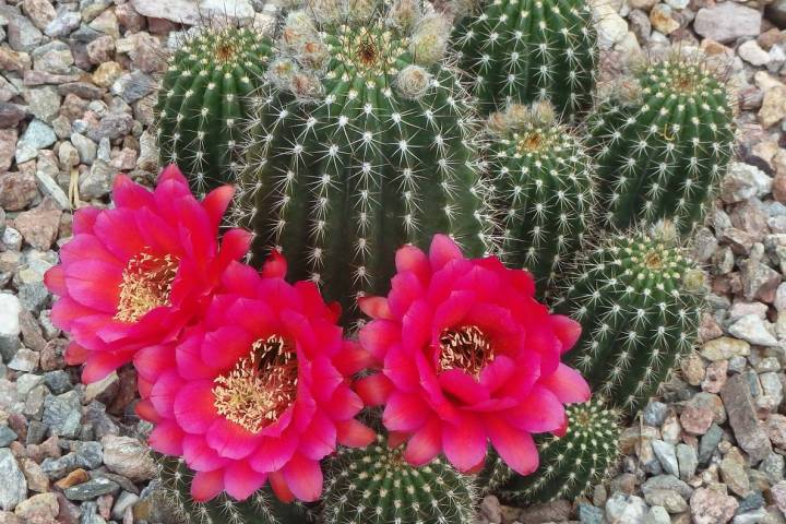 Most homeowners select cactuses for the visual impact it makes in our landscape based on its th ...