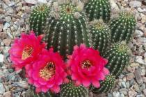 Most homeowners select cactuses for the visual impact it makes in our landscape based on its th ...