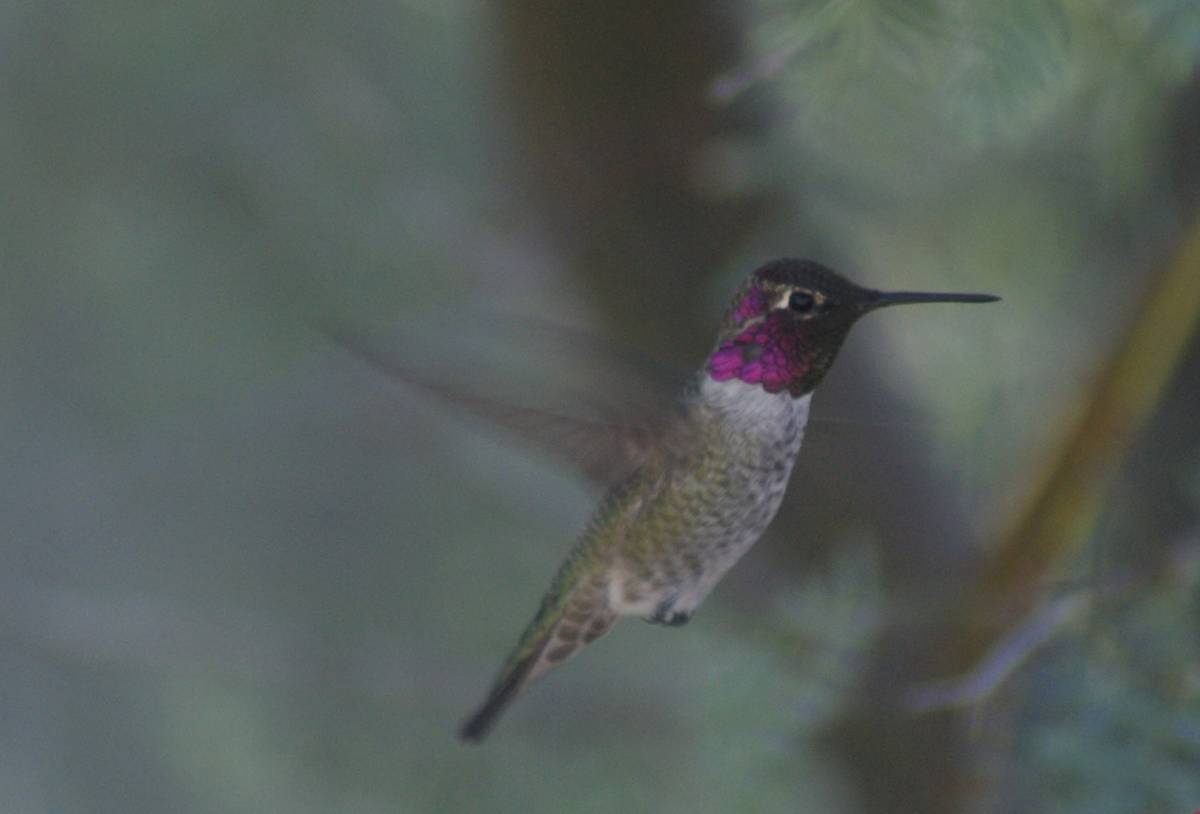 Anna's hummingbird at Moapa Valley National Wildlife Refuge. (Natalie Burt Las Vegas Review-Jou ...
