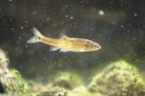 The Moapa dace's diet includes bits of plants and tiny animals floating in the 90-degree waters ...
