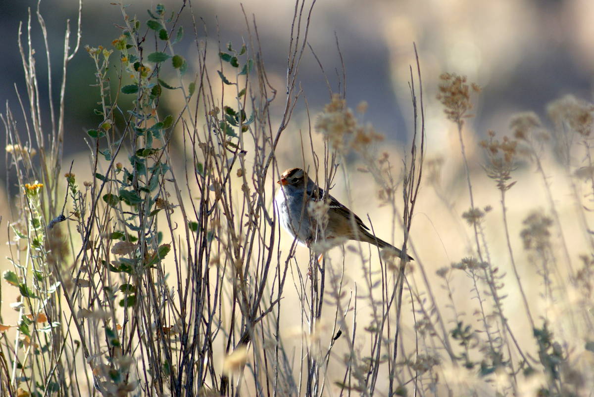 White-crowned sparrow at Moapa Valley National Wildlife Refuge. (Natalie Burt Las Vegas Review- ...