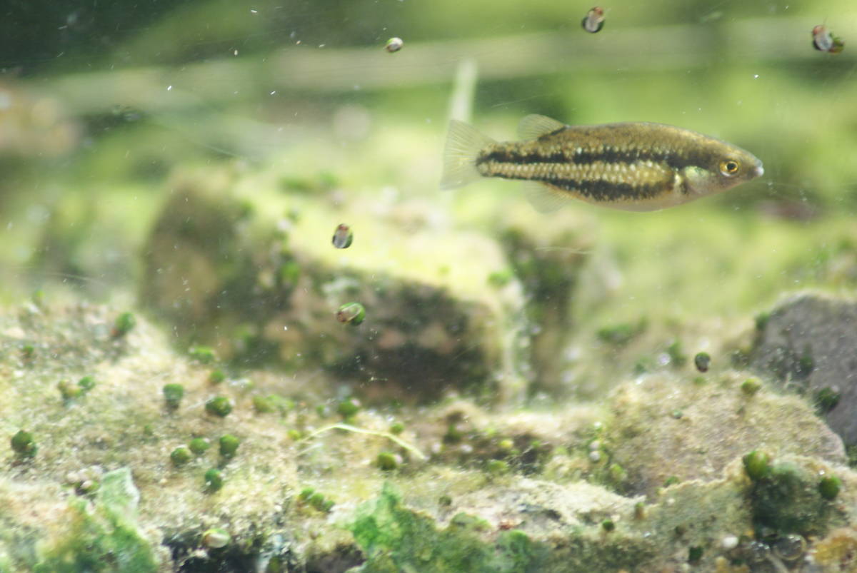 Living with the Moapa dace in the thermal headwaters of the Muddy River are the striped and sil ...