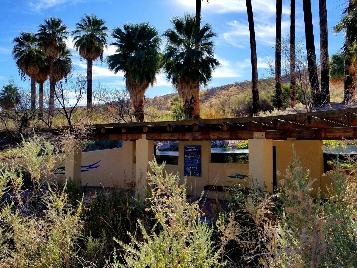 Moapa Valley an oasis in the desert Travel Life