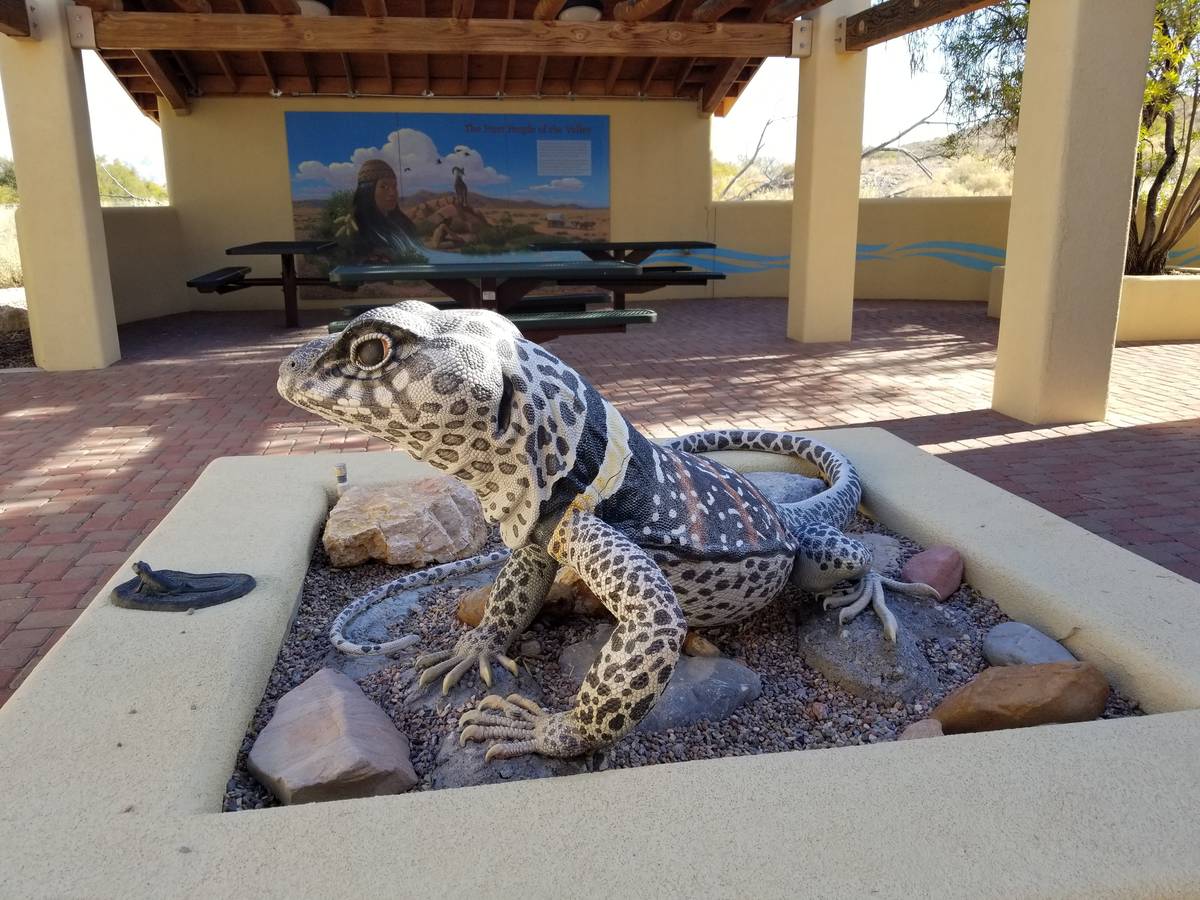A giant Great Basin collared lizard welcomes visitors and picnickers to the closest thing to re ...