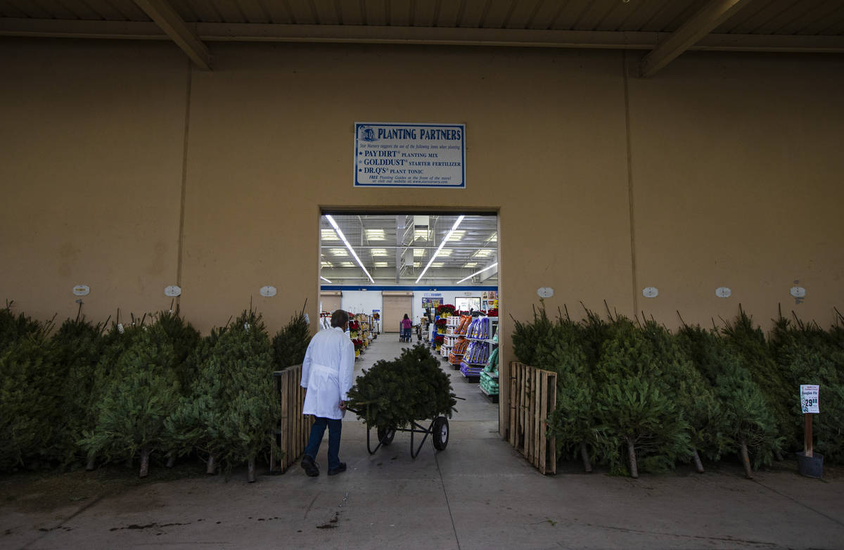 Paul Noe, horticultural expert at Star Nursery, moves a Christmas tree for customers at Star Nu ...