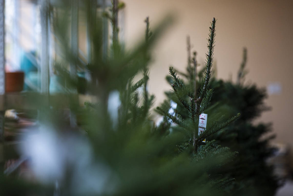 Christmas trees for sale at Star Nursery in Las Vegas on Friday, Dec. 11, 2020. (Chase Stevens/ ...