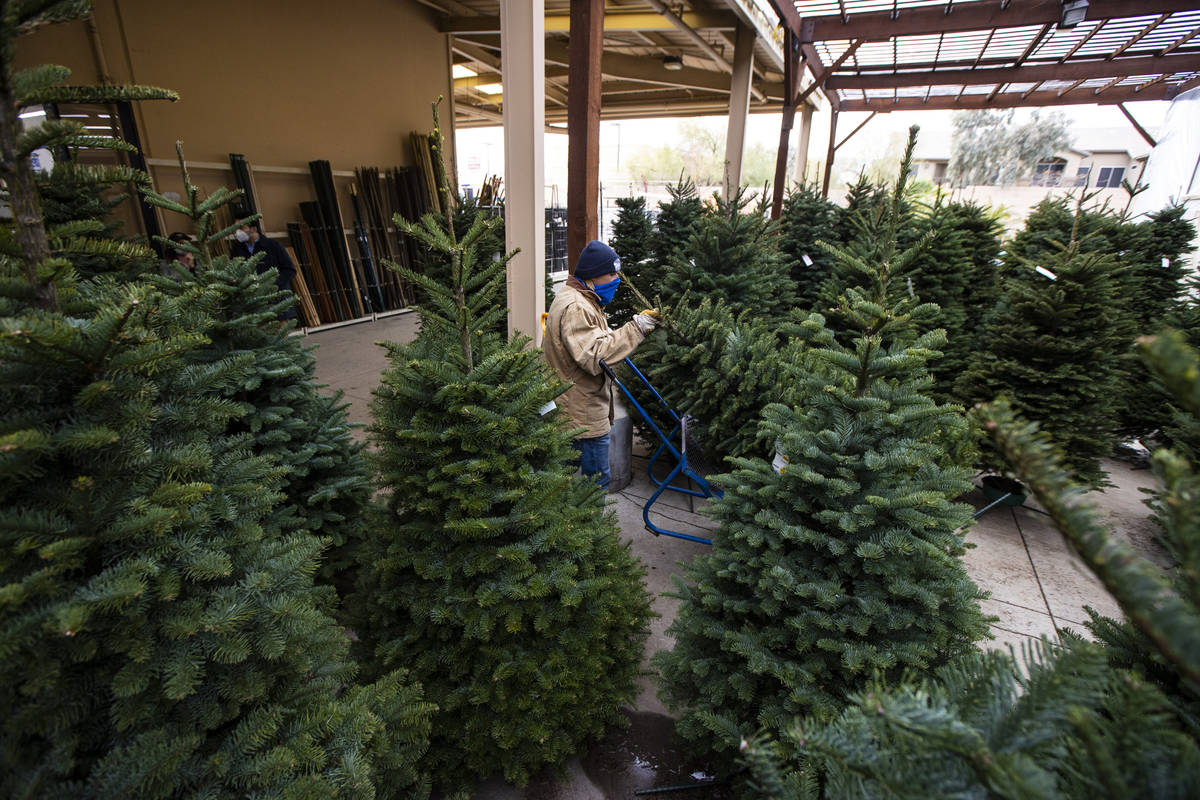 Christmas tree store nursery