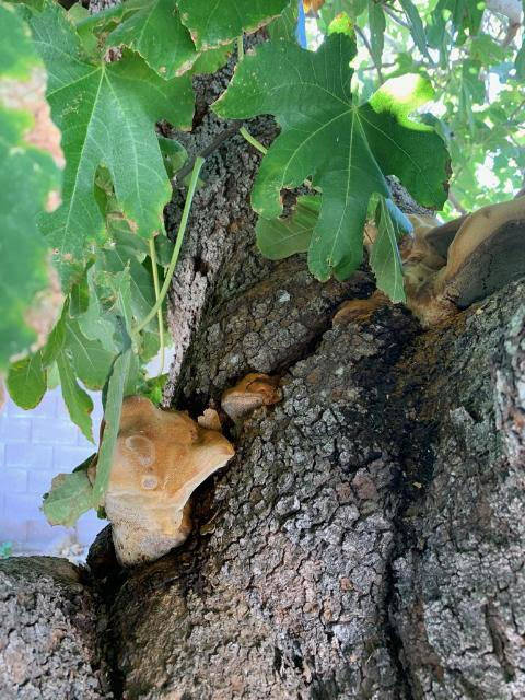 Identifying the conk on a fig tree can identify the disease and how aggressive it is. (Bob Morris)