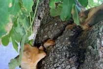Identifying the conk on a fig tree can identify the disease and how aggressive it is. (Bob Morris)