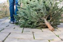 Summerlin residents can recycle their real Christmas tree Dec. 26-Jan. 15. The annual Christmas ...