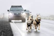 Vehicles driving west on State Route 156 try and dodge Siberian huskies Alaska, left, Princess ...